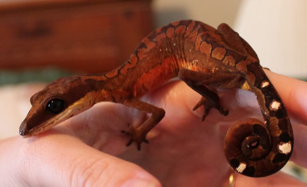 jelly cat gecko